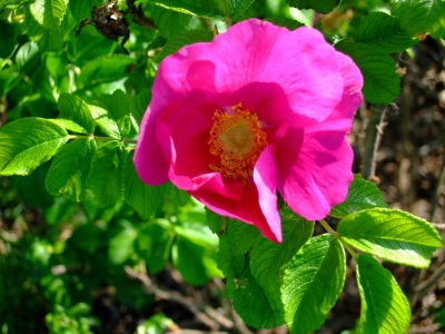 Wilde Rose 1
