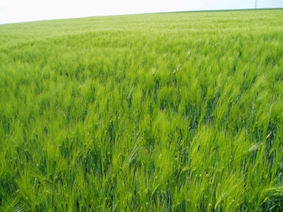Weizenfelder