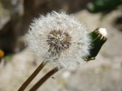 Pusteblume