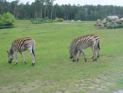 Zebra mampft