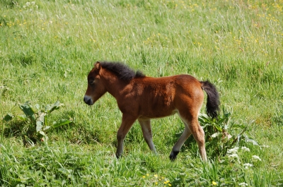 Ein junges Pony