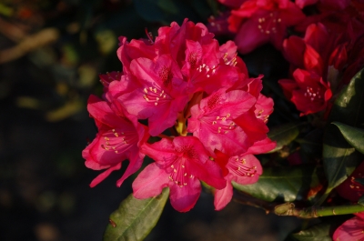 Blühende Rhododendron