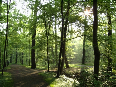 Marienwerder Wald