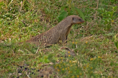 Erdmännchen in freier Natur