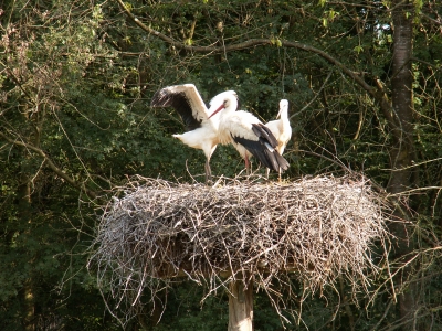 Storchennest