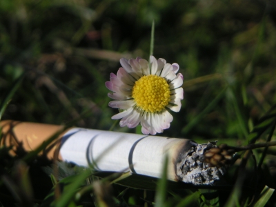 Blume & Zigarrette