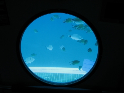 Blick aus dem U-Boot "Sub Cat"
