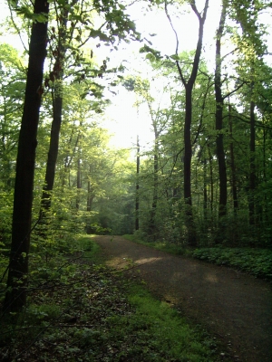 Belichteter Wald