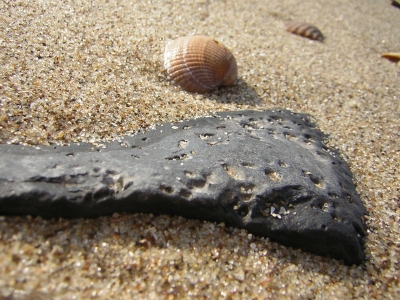 Dunkelgrauer Stein am Strand neben Muschel