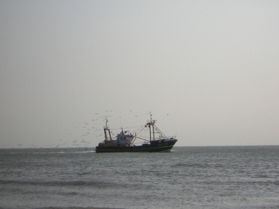 Fischerboot mit Möwen