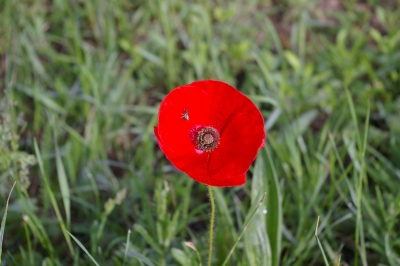 Fliege aud einer Mohnblume