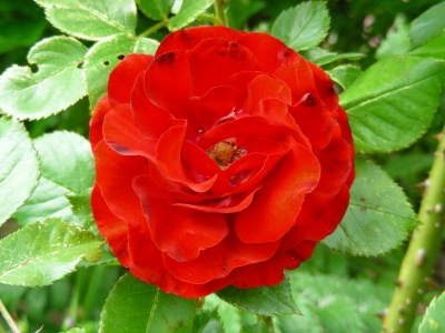 orangerote Rose