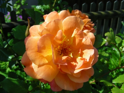 orangegelbe Rose - Westerland