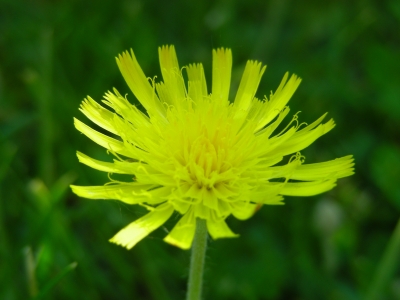 gelbe Wiesenblume (kein Löwenzahn!!!)