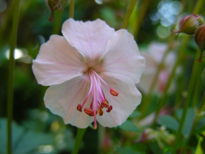 weissrosa Stochenschnabel