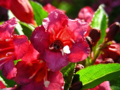 Weigelienblüte mit Bienchen