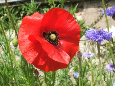 Mohn an der Saar