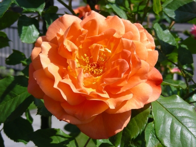 Rose "Westerland"