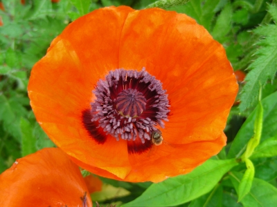 orangener Gartenmohn mit Bienchen
