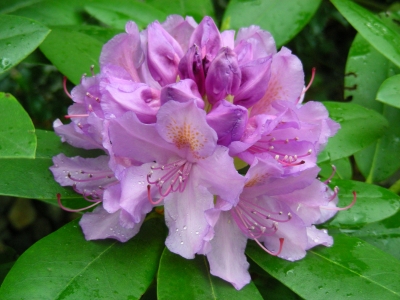 Rhododendronblüte nach Regenschauer