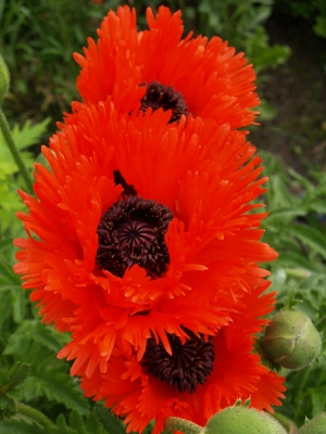 Mohn im Mai2007