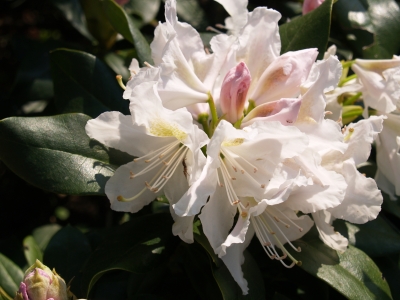 Rhodedendren im weissen kleid