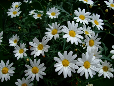 Viele Margaritenblüten