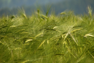 Getreide im Wind