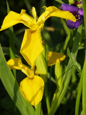 Gelbe Iris 2