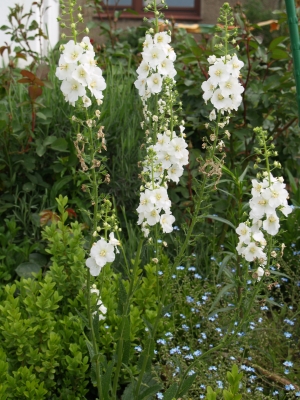 Weiße Königskerzen säumen den Garten