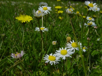 Gänseblümchen