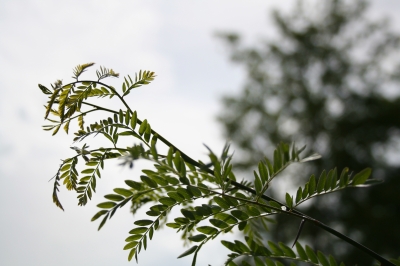 Zweig im Wind