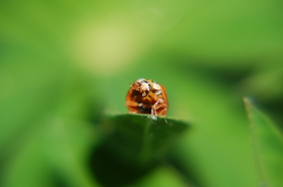 posing ladybug 1