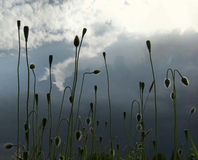 Wiesenmohn_1