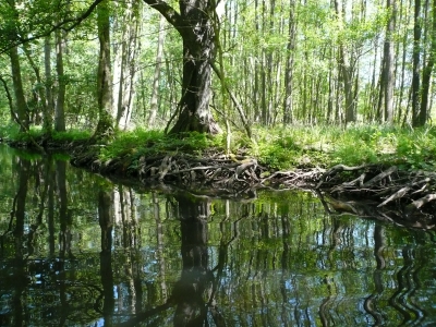 Fließ im Spreewald