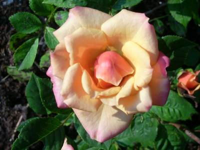 Rose im Garten I
