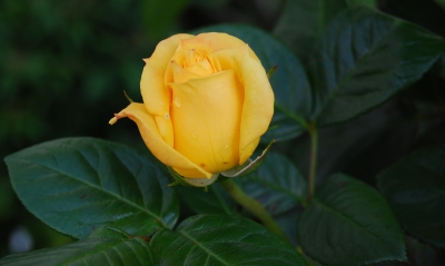 gelbe Rose in der Dämmerung