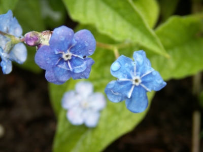 Kleine blaue Blüten