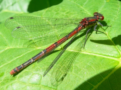 Rote Libelle