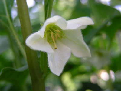 Blüte der Lampionblume