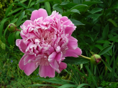 rosa Pfingstrosenblüte und 2 Knospen