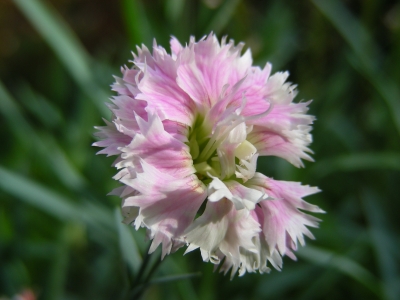 Nelkenblüte  - weiss rosa