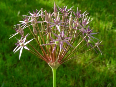 Alliumbütenstand mit grssen Sternblüten