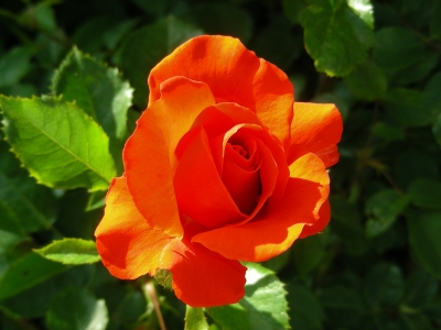 orangefarbene Rosenblüte "Cosima Wagner"
