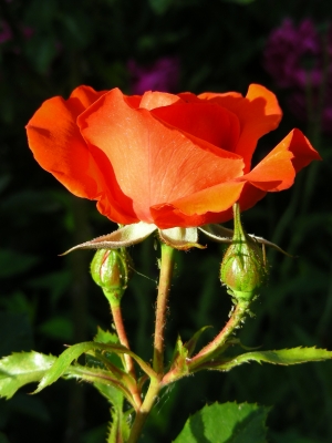 orangefarbene Rosenblüte mit Knospen "Cosima Wagner"