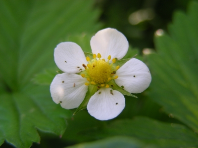 Blüte der Walderdbeere