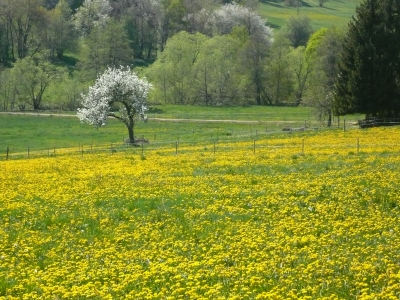 Löwenzahnwiese