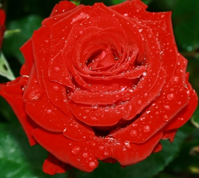 Rote Rose