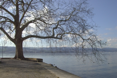 Baum am Zürichsee