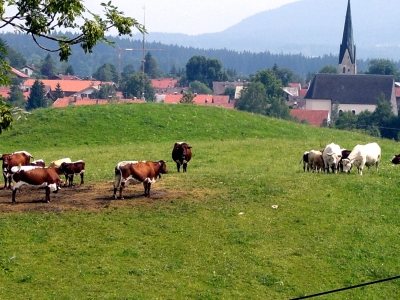 Blick auf Sachsenkam / Obb